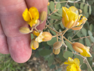 Senna covesii Coves' Cassia