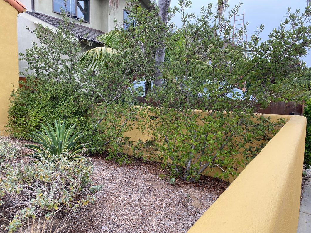 Ceanothus 'South Coast Blue' Hybrid