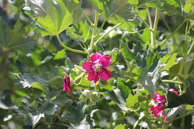 Malva assurgentiflora Malva Rosa Tree Mallow