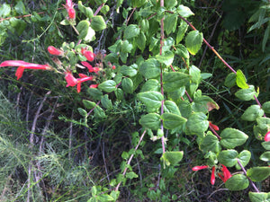 Keckiella cordifolia Climbing Penstemon