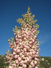 Load image into Gallery viewer, Hesperoyucca whipplei Chaparral Yucca