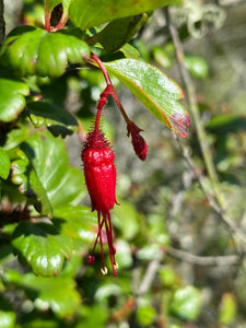 Ribes speciosum Fuchsiaflower Gooseberry