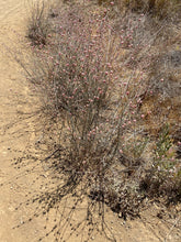 Load image into Gallery viewer, Eriogonum elongatum Longstem Buckwheat