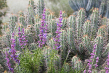Load image into Gallery viewer, Trichostema lanatum Woolly Blue Curls