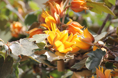 Fremontodendron californicum Flannel Bush & Hybrids 'Pacific Sunset'