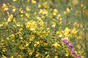 Keckiella antirrhinoides Yellow Bush Penstemon