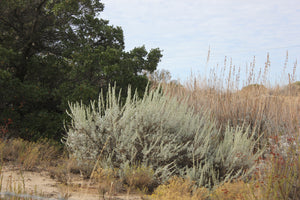 Artemisia tridentata Big Sagebrush