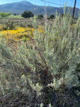 Load image into Gallery viewer, Artemisia tridentata Big Sagebrush