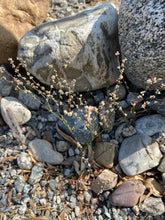 Load image into Gallery viewer, Eriogonum gracile var. gracile Slender Woolly Wild Buckwheat