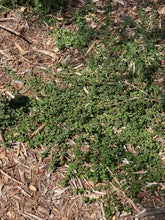 Load image into Gallery viewer, Ceanothus &#39;Centennial&#39; Centennial Ceanothus