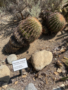 Ferocactus viridescens San Diego Barrel Cactus