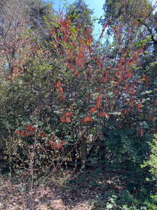 Cercis occidentalis Western Redbud