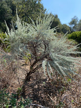 Load image into Gallery viewer, Artemisia tridentata Big Sagebrush