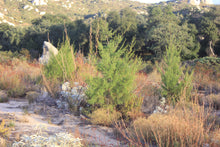 Load image into Gallery viewer, Hesperocyparis forbesii Tecate Cypress