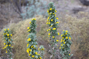 Heterotheca grandiflora Telegraph Weed