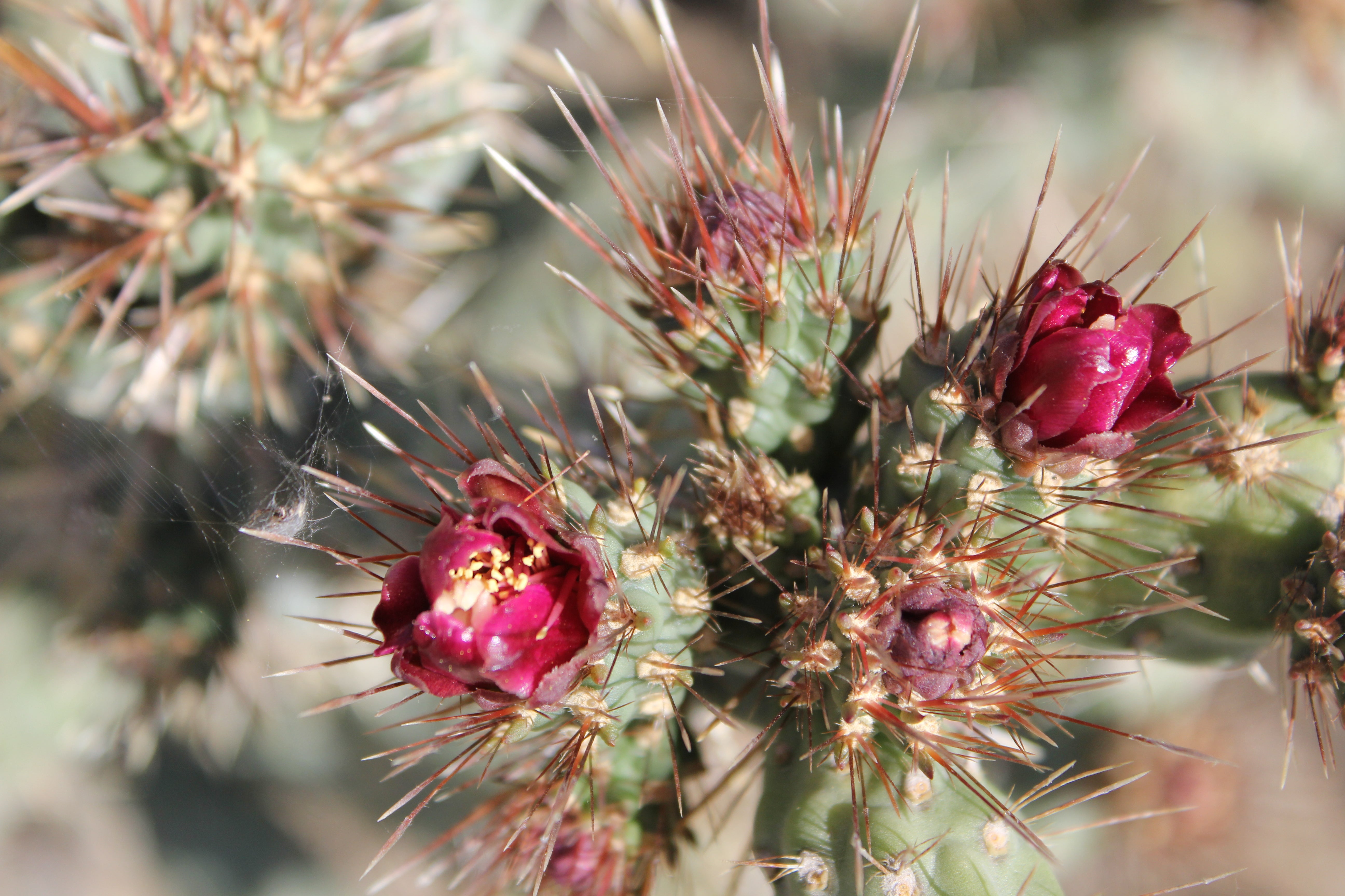 Nala ナラ　Cactus all in one il_1080xN.2344857480_c2ou.jpg