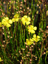 Load image into Gallery viewer, Crocanthemum aldersonii Alderson&#39;s Rush-rose
