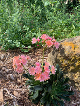 Load image into Gallery viewer, Lewisia longipetala &amp; cotyledon Cliff Succulent &#39;Little Peach&#39; &amp; &#39;Sunset&#39;