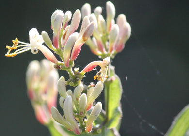 Lonicera subspicata Southern Honeysuckle