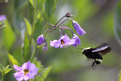 Solanum parishii  Parish's Nightshade