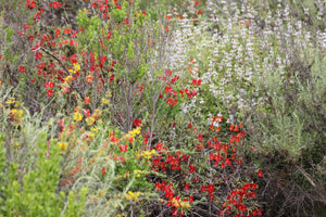 Mimulus aurantiacus var. puniceus Red Bush Monkeyflower