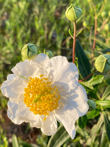 Carpenteria californica Bush Anemone