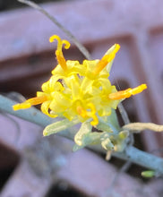 Load image into Gallery viewer, Tetradymia comosa Hairy Horsebrush