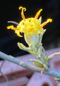 Tetradymia comosa Hairy Horsebrush