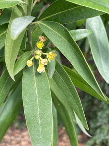 Umbellularia californica California Laurel