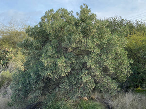 Ornithostaphylos oppositifolia Baja California Birdbush