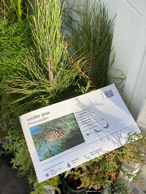 Pinus coulteri Coulter Pine