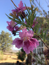Load image into Gallery viewer, Chilopsis linearis Desert Willow