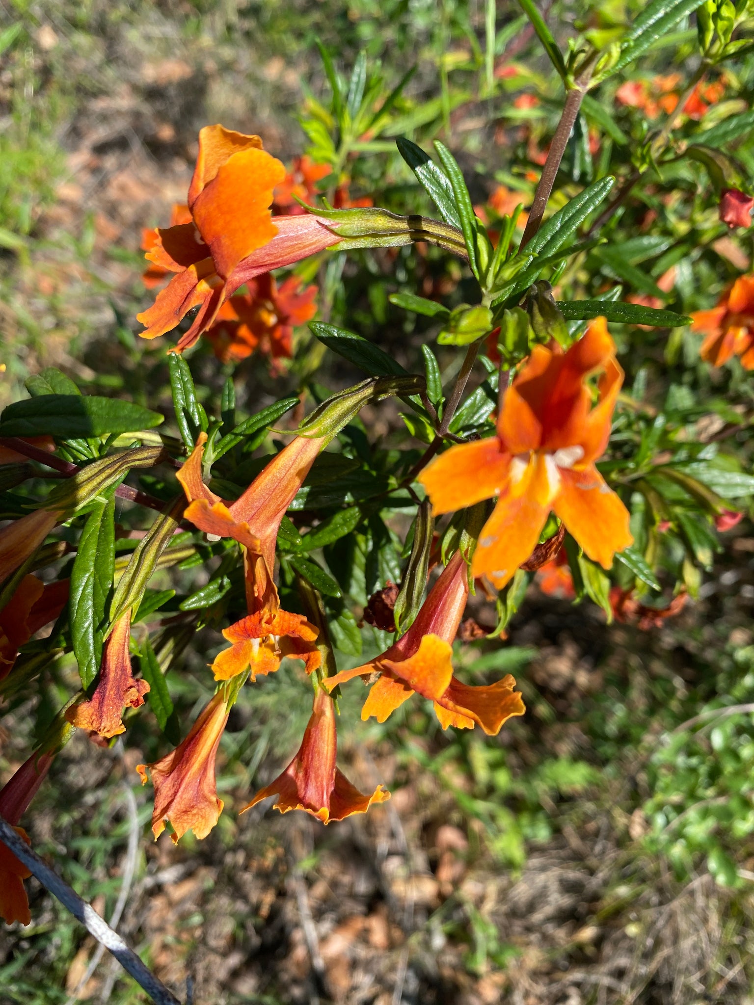 Mimulus aurantiacus Bush Monkeyflower (Diplacus) & var. longiflorus ...