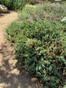 Juniperus communis var. saxatilis  Common Dwarf Juniper