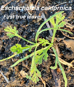 Eschscholzia californica California Poppy