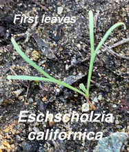 Load image into Gallery viewer, Eschscholzia californica California Poppy