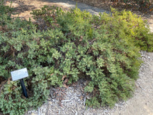 Load image into Gallery viewer, Baccharis pilularis &#39;Pigeon Point&#39; - &#39;Twin Peaks&#39; - &#39;Dodge Ely&#39; Dwarf Coyote Bush