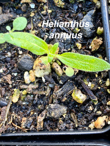 Helianthus annuus Sunflower