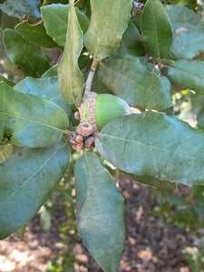 Quercus tomentella Island Oak