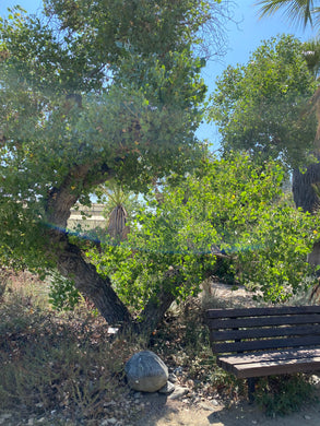 Populus fremontii Fremont Cottonwood