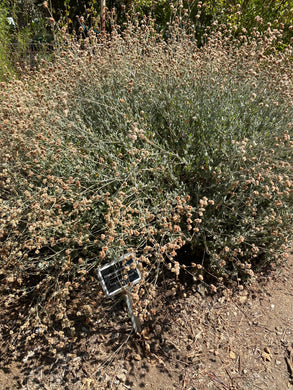 Eriogonum cinereum Ashyleaf Buckwheat