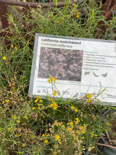 Load image into Gallery viewer, Gutierrezia sarothre &amp; californica - Snakeweed Matchweed - Fine Golden Sphere