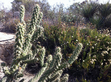 Load image into Gallery viewer, Cylindropuntia californica California Cholla