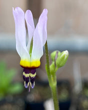 Load image into Gallery viewer, Primula clevelandii  Padre&#39;s Shootingstar