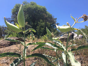 Asclepias eriocarpa Kotolo Milkweed