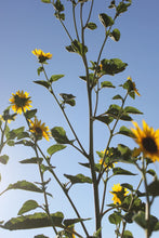 Load image into Gallery viewer, Helianthus annuus Sunflower