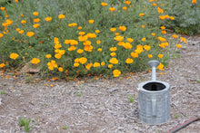 Load image into Gallery viewer, Eschscholzia californica California Poppy