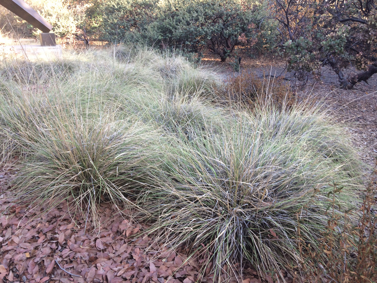 Muhlenbergia rigens Deergrass – Neel's Nursery