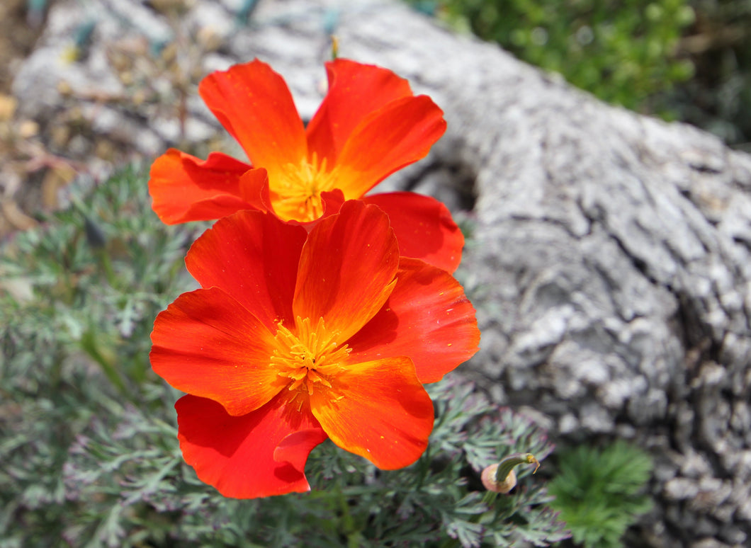 Eschscholzia californica California Poppy