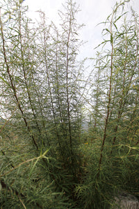Artemisia palmeri San Diego Sagewort